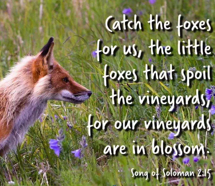Catch Those Little Foxes